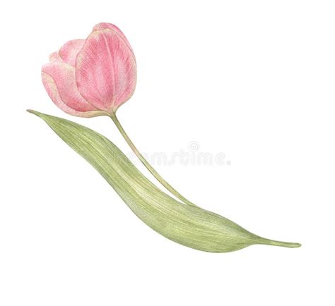 Watercolor Hand Drawn Flower Tulip In Vintage Style Spring Botanical
