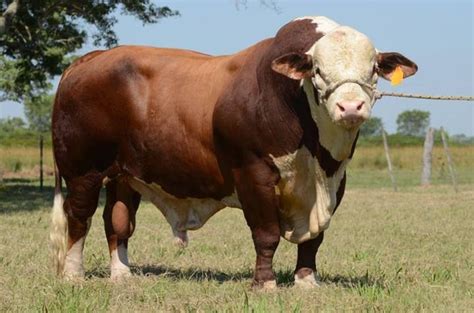 Pin By Ganaderia Y Agricultura On Cattle Ganaderia Hereford Cows