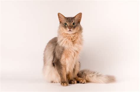 Can A Fox Breed With A Cat Kitty Devotees