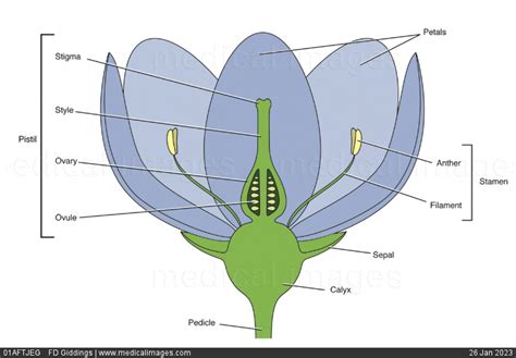 Stock Image Illustration Of An Angiosperm Flower Bisected To Show The