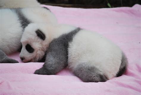 8 Week Old Baby Giant Panda November 2012 They Cannot See For 40 Days