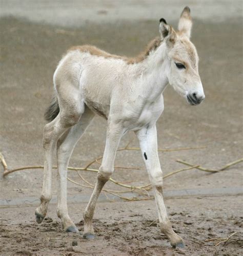 Rare Onager Foal Is An Important Birth For Englands Chester Zoo