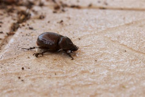 The most common pests are ants, cockroaches, silverfish, and carpet beetles. Puulihuna: Animals