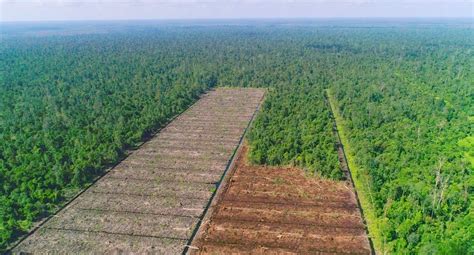 Berapa Luas Hutan Di Indonesia