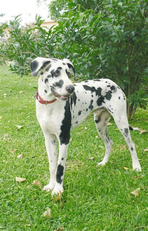 Some great danes may drool. Pin by Teresa Langston on IT'S A DOG THING | Great dane