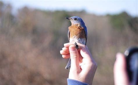 10000 Birds What Is The State Bird Of New York 10000 Birds