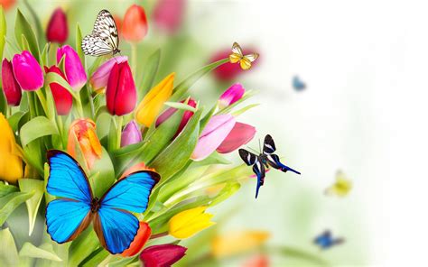 Spring Flowers And Butterflies Wallpapers Top Free Spring Flowers And
