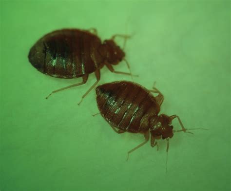 When Can A Site Be Declared “bed Bug Free” Pct Pest Control Technology