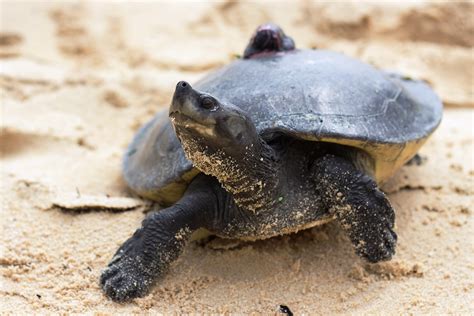One Of World S Rarest Turtles Heading Back To The Wild