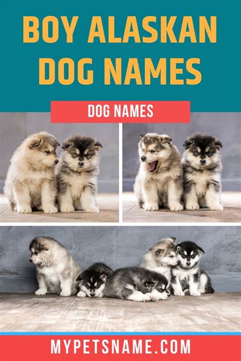 Boy Alaskan Dog Names Alaskan Dog Dog Names Boy Dog Names
