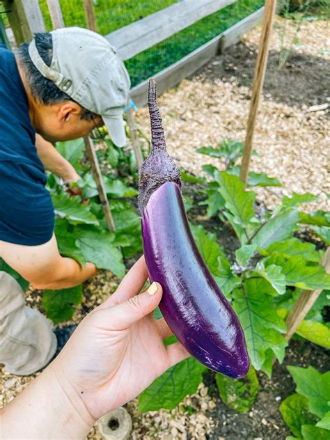 how to grow chinese eggplant the woks of life