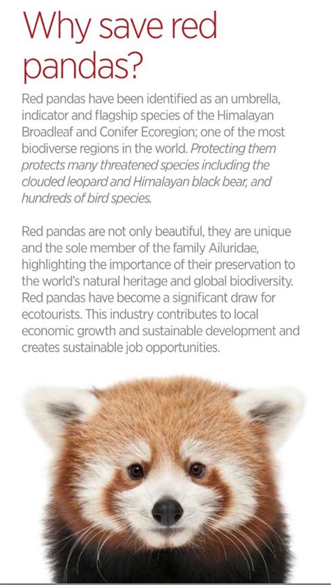 Why Are Red Pandas Endangered Stanleyrtmack