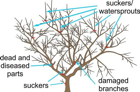 Pruning Apple Trees In 3 Easy Steps