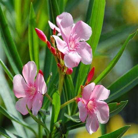 Nerium Mini Pink Single Flowering Shrubs Exotic Flora