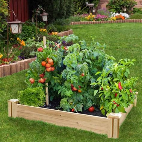 Growing Tomato Plants In Your Garden Vegetable Garden Design Raised