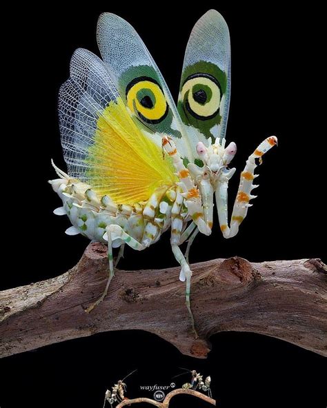 Pin By Rita Watson On Miscellaneous In 2020 Praying Mantis Beautiful