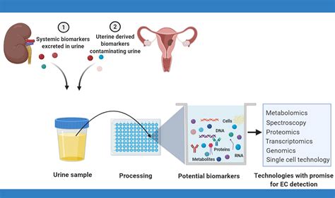 Frontiers Urinary Biomarkers And Their Potential For The Non Invasive