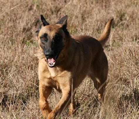 Belgian Shepherd Malinois Dog Profile Care Health Dogdwell