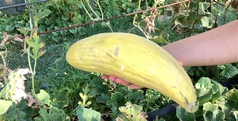 How To Grow Banana Melons Cucumis Melo Gardening Channel
