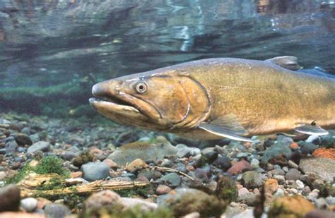 Bull Trout Organisms Of The Alouette Watershed · Inaturalist