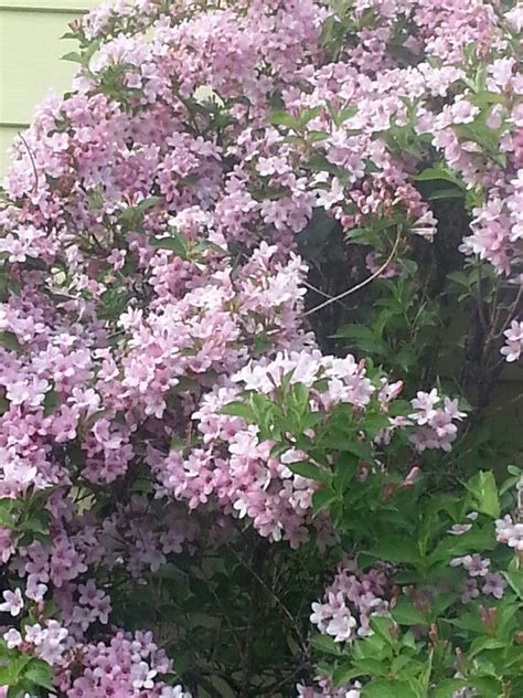 Summer is the season of flowers, especially when it comes to shrubs. Weiglia | Container gardening flowers, Flowering shrubs ...