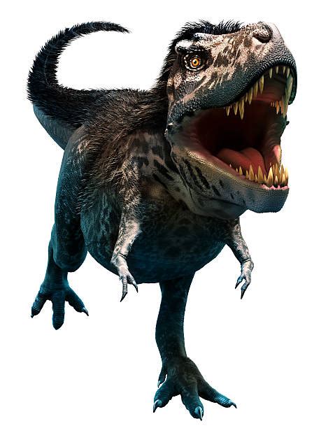 Best Tyrannosauridae Stock Photos Pictures And Royalty Free Images Istock