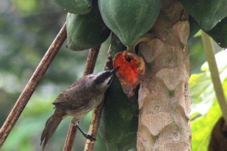Burung Cerukcuk Makan Buah Pepaya | Burung, Hewan, Amfibi