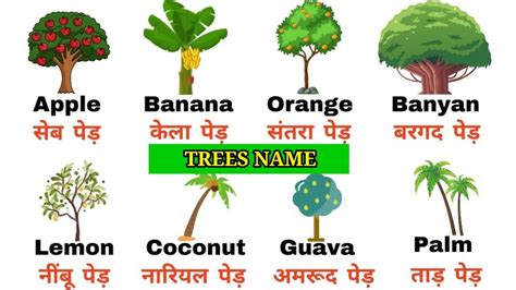 Trees Name English And Hindi With Picture।। वृक्षों के नाम।। Youtube