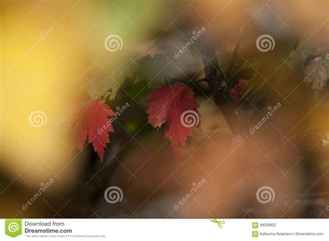 Fall Foliage Autumn Leaves Close Up Background Stock Photo