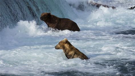 Watch Brown Bears As They Fish For Salmon At Brooks Falls In Katmai