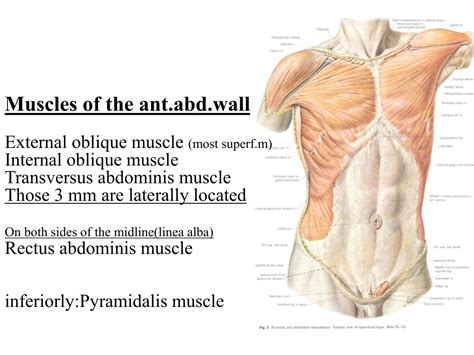 Ppt Anterior Abdominal Wall And The Inguinal Region Dr Selda