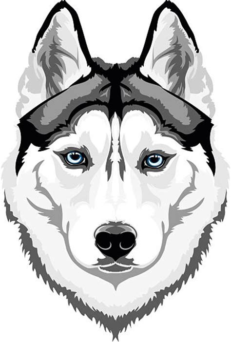 Download High Quality Husky Clipart Drawing Transparent Png Images