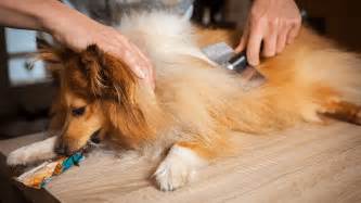 Puppies are born with a soft and fluffy coat that keeps their puppies will usually begin shedding their puppy coat at around 4 to 6 months of age, but this. Why Do Dogs Shed And How To Reduce Shedding In Dogs