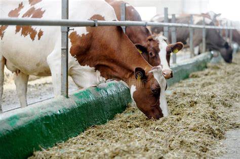 Vaches Mangeant Le Foin Dans Létable à Lexploitation Laitière Image