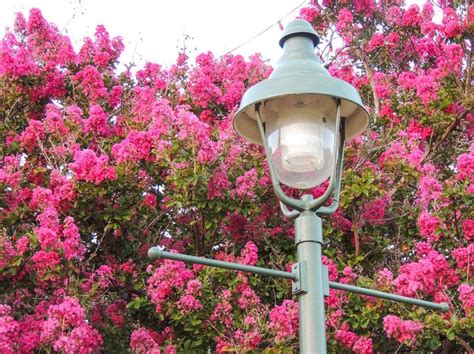 Maybe you would like to learn more about one of these? Crepe Myrtles in Fredericksburg Tx | Crepe myrtle ...