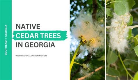 7 Types Of Native Hickory Trees In Georgia With Photos Regional