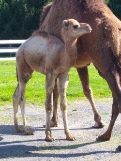 If the item you're exchanging costs less than your original purchase, we'll refund you the difference. Baby dromedary camel for Sale