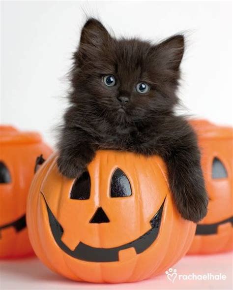 A Gallery Of Halloween Cats For Your Viewing Pleasure Dog Collection
