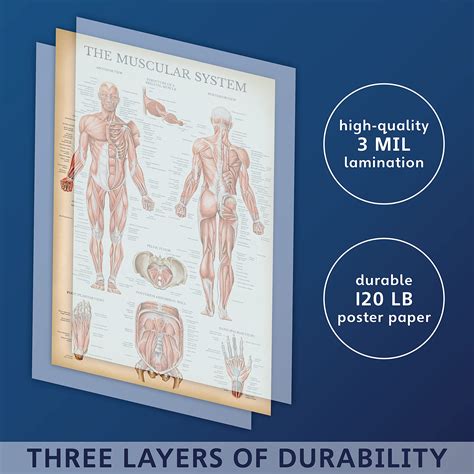 Vintage Muscular System Anatomical Chart Human Muscle Anatomy Poster