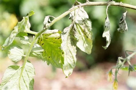 9 Reasons For Wilting Tomato Plants And How To Fix It Tomato Bible
