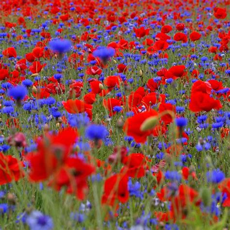 Buy Poppy Field Collection Poppy Field Collection Of Annuals