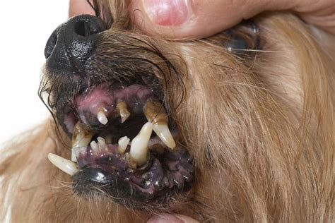 Bacterial Infection Nocardiosis In Dogs Symptoms Causes Diagnosis