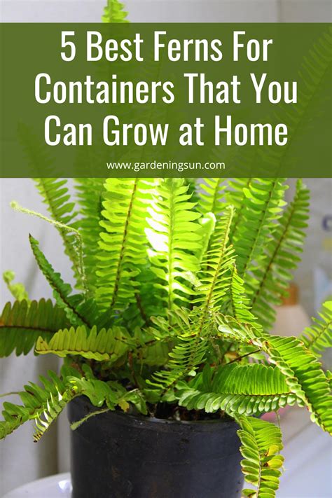 What kind of grow light is best? 5 Best Ferns For Containers That You Can Grow at Home ...