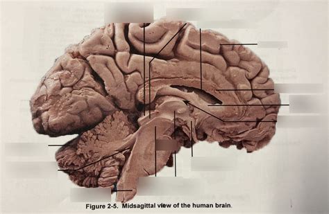 Midsagittal View Of The Human Brain Diagram Quizlet