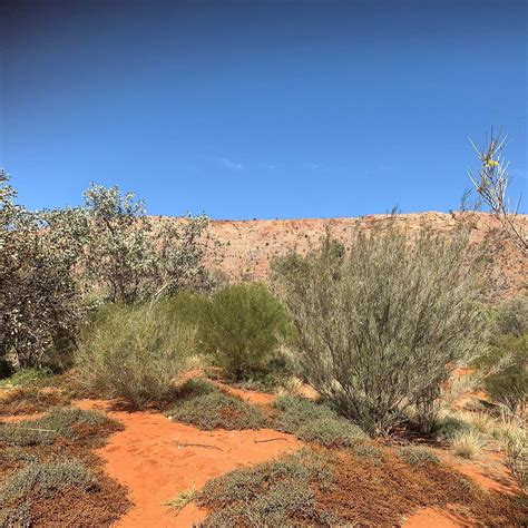 Alice Springs Desert Park All You Need To Know Before You Go