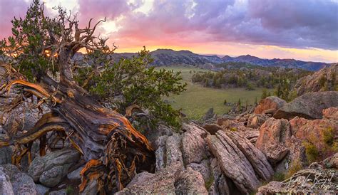 Valley Of Ancients White Mountains Ca Art In Nature Photography