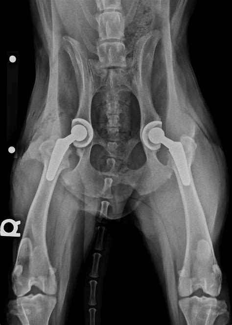 Total Hip Replacement In Dogs