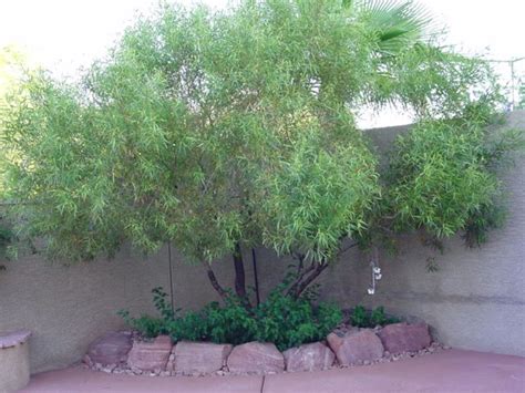 Tall, and a round canopy of equal or greater width. African Sumac. Can grow 15-30 ft tall and wide | Plants ...