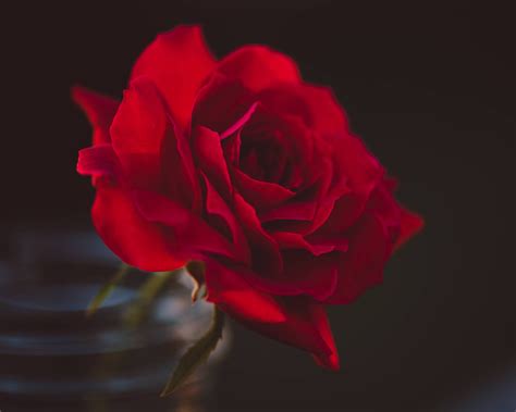 Free Photo Red Rose Photography Beautiful Bloom Blooming Free