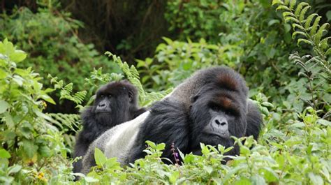 Gorilla Mist Safari In Bwindi Impenetrable Forest Lordstown Travel Group